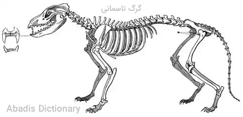 گرگ تاسمانی